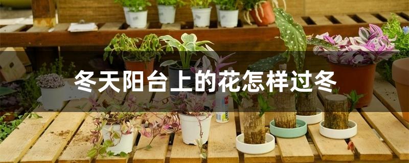 冬天阳台上的花怎样过冬,冬天给花套塑料袋需要留口吗 冬天阳台上的花怎样过冬,冬天给花套塑料袋需要留口吗