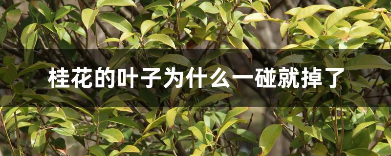 桂花的叶子为什么一碰就掉了,如何补救 桂花的叶子为什么一碰就掉了,如何补救