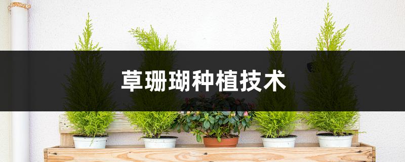草珊瑚种植技术,盆景怎样养 草珊瑚种植技术,盆景怎样养