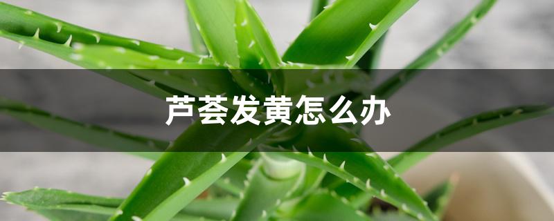 芦荟发黄怎么办,怎么给芦荟浇水 芦荟发黄怎么办,怎么给芦荟浇水