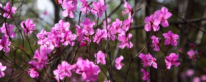 干杜鹃花的花语和寓意 干杜鹃花的花语和寓意