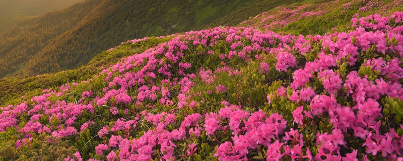 杜鹃的花语和寓意 杜鹃的花语和寓意