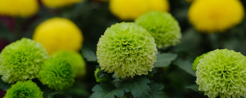 乒乓菊的花语和寓意 乒乓菊的花语和寓意