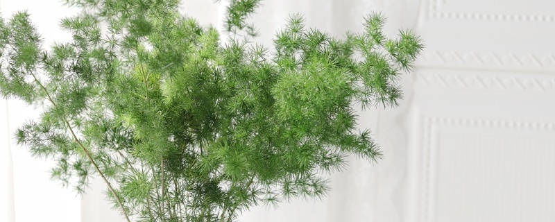 蓬莱松的花语和寓意 蓬莱松的花语和寓意