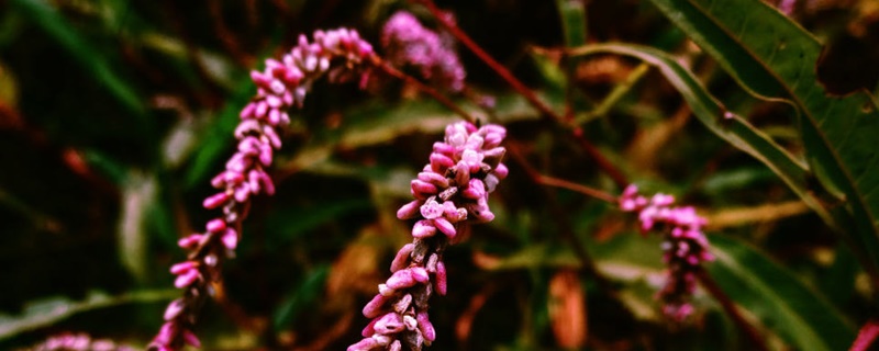 蓼花的花语和寓意 蓼花的花语和寓意