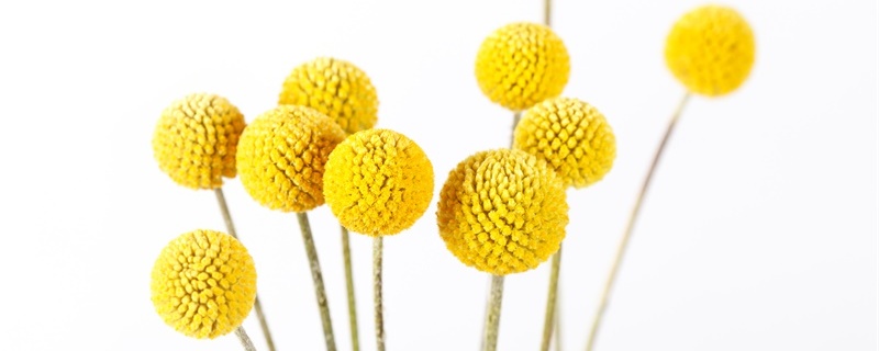 黄金球的花语和寓意 黄金球的花语和寓意