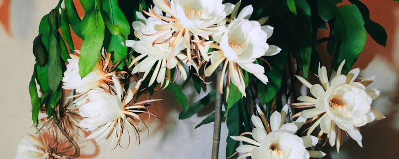 昙花的花语和寓意 昙花的花语和寓意