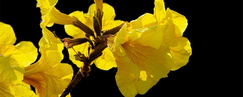黄花风铃的花语和寓意 黄花风铃的花语和寓意
