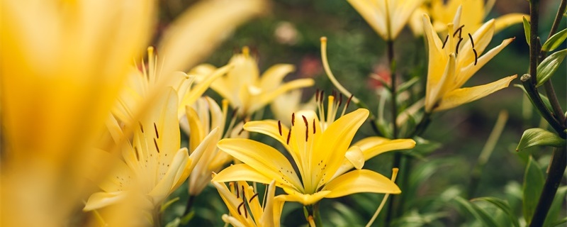 黄百合的花语和寓意 黄百合的花语和寓意