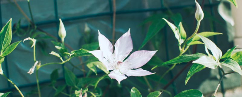 铁线莲花的花语和寓意 铁线莲花的花语和寓意