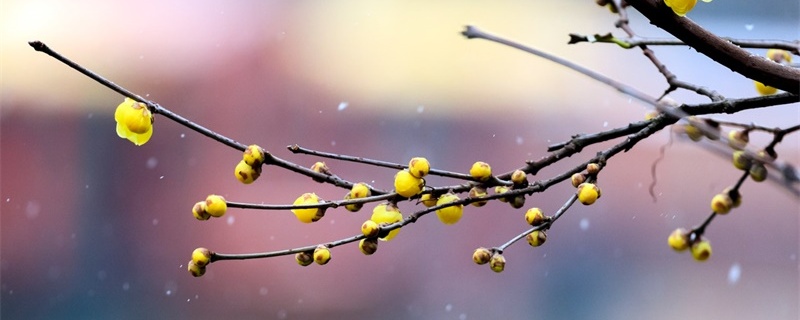 蜡梅的花语和寓意 蜡梅的花语和寓意