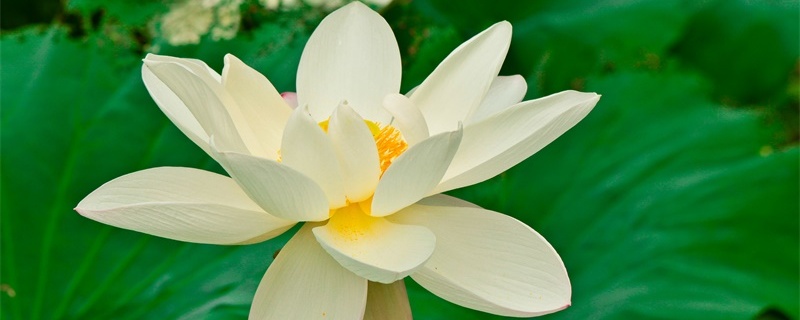白莲的花语和寓意 白莲的花语和寓意