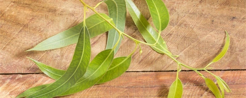 蓝桉的花语和寓意 蓝桉的花语和寓意