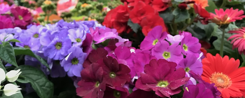 报春花的花语和寓意 报春花的花语和寓意