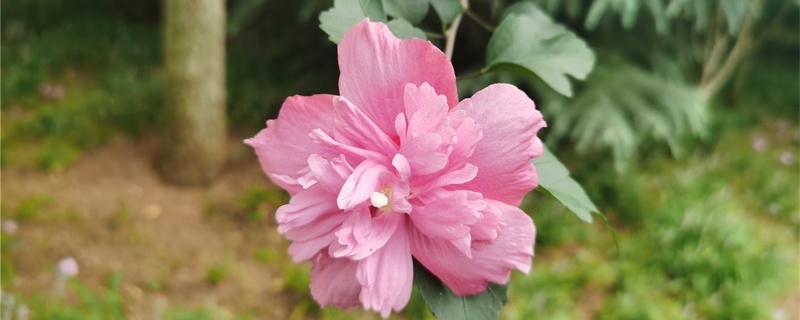 木槿花的花语和寓意 木槿花的花语和寓意