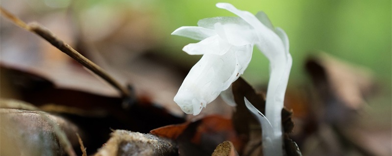 水晶兰的花语和寓意 水晶兰的花语和寓意