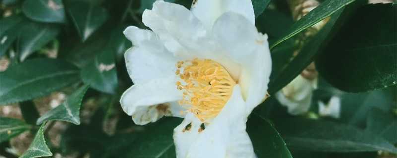 白山茶的花语和寓意 白山茶的花语和寓意