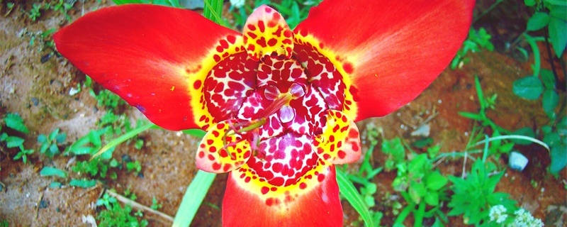 虎皮花的花语和寓意 虎皮花的花语和寓意