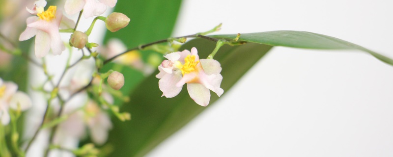 文心兰的花语和寓意 文心兰的花语和寓意