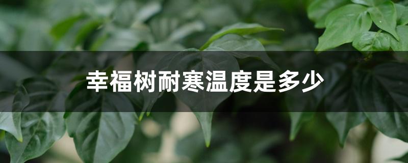 幸福树耐寒温度是多少,冬天怎么养最好 幸福树耐寒温度是多少,冬天怎么养最好