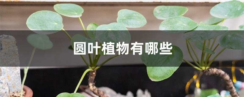 圆叶植物有哪些 圆叶植物有哪些