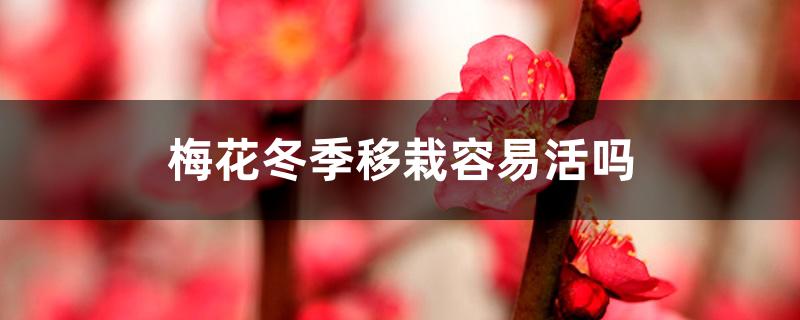梅花冬季移栽容易活吗,冬季移栽注意什么 梅花冬季移栽容易活吗,冬季移栽注意什么