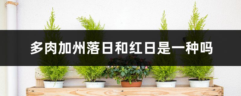 多肉加州落日和红日是一种吗,如何养护 多肉加州落日和红日是一种吗,如何养护