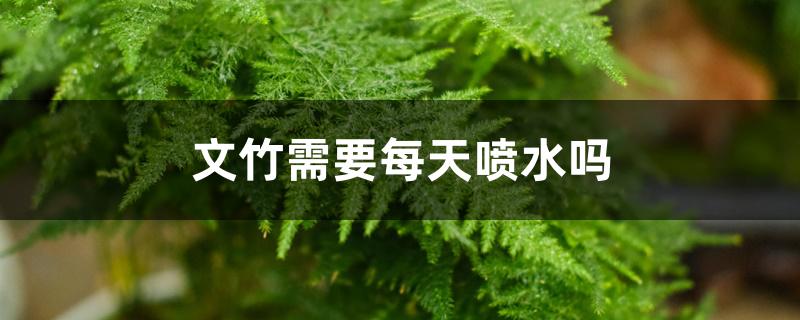文竹需要每天喷水吗,要每天浇水吗 文竹需要每天喷水吗,要每天浇水吗