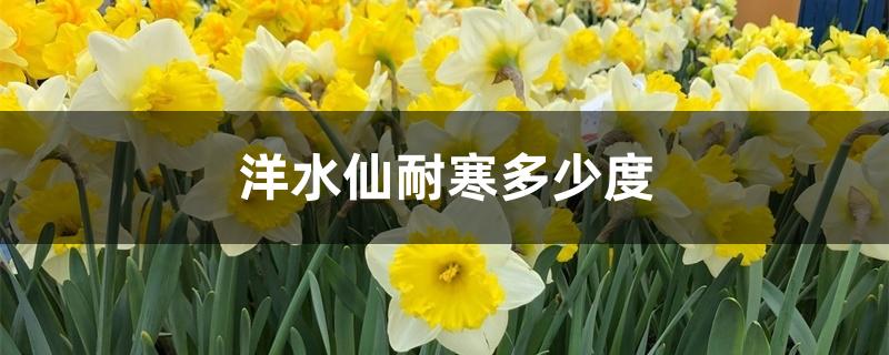 洋水仙耐寒多少度,冬天养护 洋水仙耐寒多少度,冬天养护