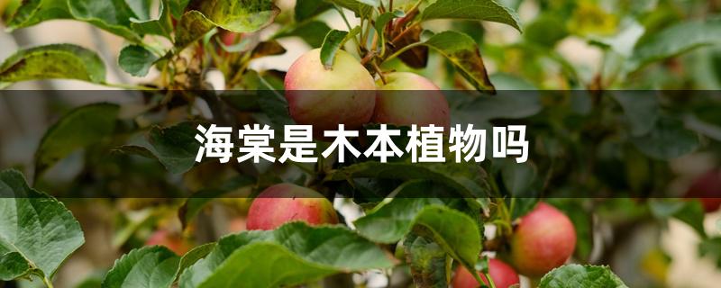 海棠是木本植物吗，养殖方法和注意事项