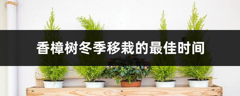 香樟树冬季移栽的最佳时间,冬天怎么保护 香樟树冬季移栽的最佳时间,冬天怎么保护