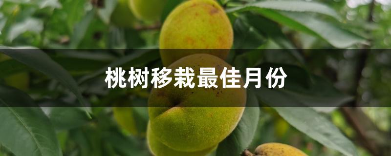 桃树移栽最佳月份,移栽注意事项 桃树移栽最佳月份,移栽注意事项