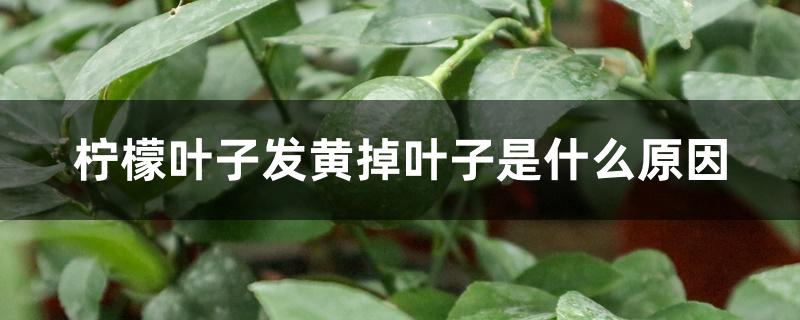 柠檬叶子发黄掉叶子是什么原因 柠檬叶子发黄掉叶子是什么原因