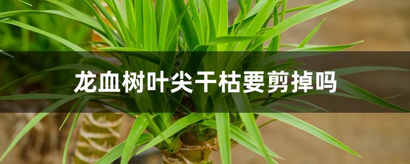 龙血树叶尖干枯要剪掉吗,解决方法 龙血树叶尖干枯要剪掉吗,解决方法
