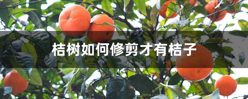 桔树如何修剪才有桔子,修剪时间 桔树如何修剪才有桔子,修剪时间