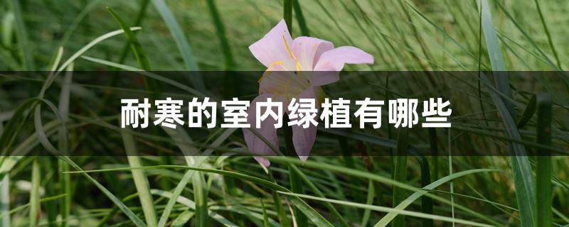 耐寒的室内绿植有哪些,客厅摆放的耐寒植物 耐寒的室内绿植有哪些,客厅摆放的耐寒植物