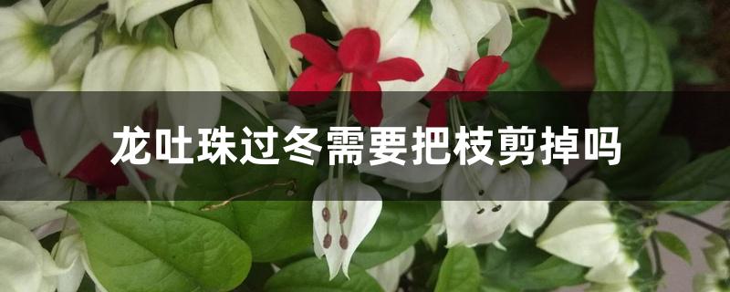 龙吐珠过冬需要把枝剪掉吗,怎么过冬 龙吐珠过冬需要把枝剪掉吗,怎么过冬