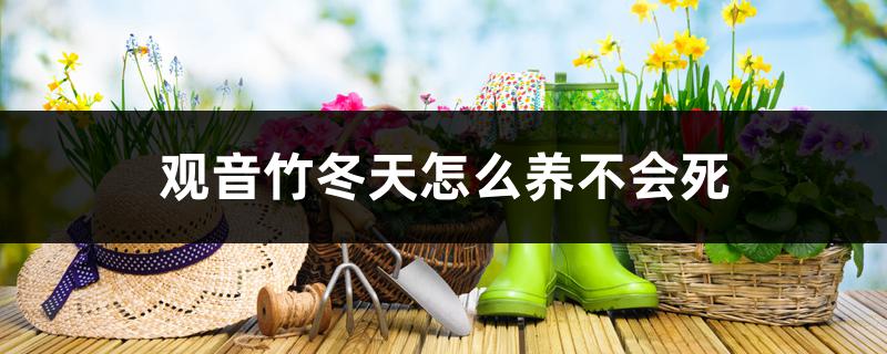 观音竹冬天怎么养不会死,耐寒多少度 观音竹冬天怎么养不会死,耐寒多少度