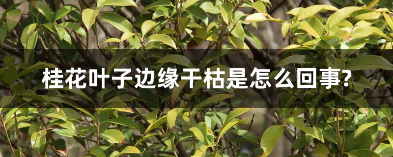 桂花叶子边缘干枯是怎么回事?怎么办 桂花叶子边缘干枯是怎么回事?怎么办
