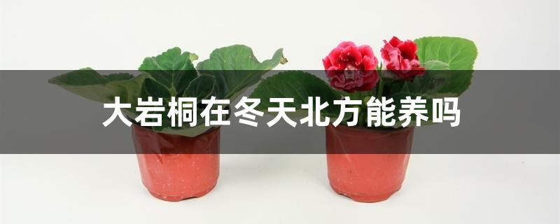 大岩桐在冬天北方能养吗,冬天养殖方法 大岩桐在冬天北方能养吗,冬天养殖方法