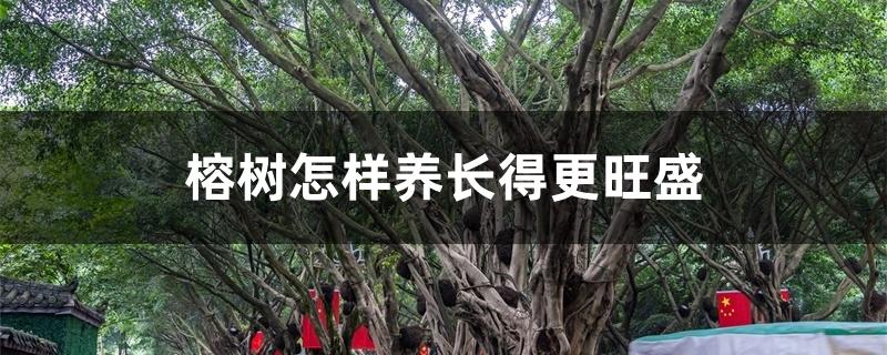 榕树怎样养长得更旺盛,要经常晒太阳吗 榕树怎样养长得更旺盛,要经常晒太阳吗