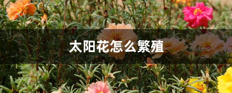 太阳花怎么繁殖 ,太阳花什么时候开花 太阳花怎么繁殖 ,太阳花什么时候开花