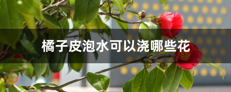 橘子皮泡水可以浇哪些花,浇花注意事项 橘子皮泡水可以浇哪些花,浇花注意事项