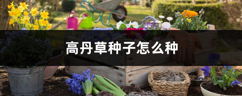 高丹草种子怎么种,适合北方种吗 高丹草种子怎么种,适合北方种吗