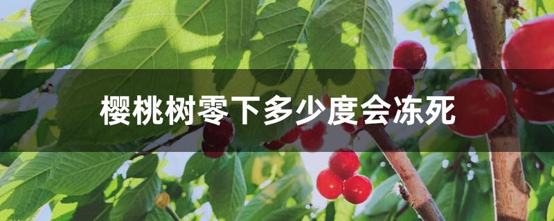 樱桃树零下多少度会冻死,盆栽樱桃冬天会冻死吗 樱桃树零下多少度会冻死,盆栽樱桃冬天会冻死吗