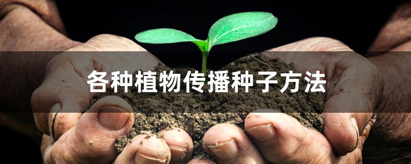 各种植物传播种子方法,果实炸开传播种子的有哪些 各种植物传播种子方法,果实炸开传播种子的有哪些