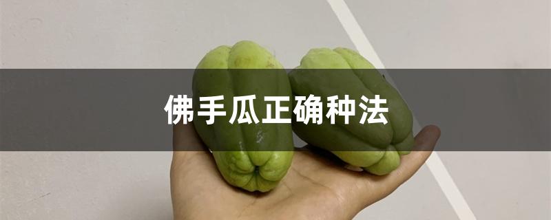 佛手瓜正确种法,第二年还能长吗 佛手瓜正确种法,第二年还能长吗