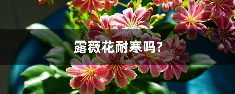 露薇花耐寒吗?冬天怎么养 露薇花耐寒吗?冬天怎么养