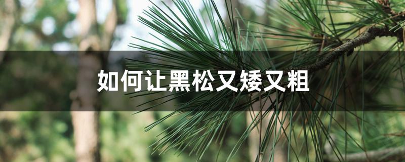 如何让黑松又矮又粗,用什么肥料最好 如何让黑松又矮又粗,用什么肥料最好