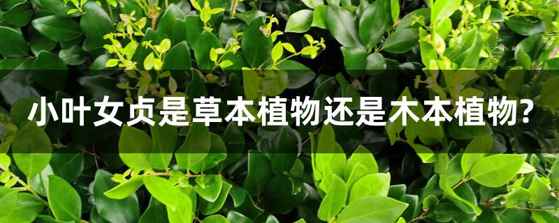 小叶女贞是草本植物还是木本植物?养殖方法 小叶女贞是草本植物还是木本植物?养殖方法